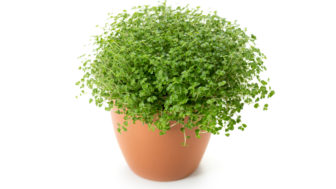 Soleirolia soleirolii