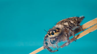 Keď máte doma pavúka, zabijete ho?