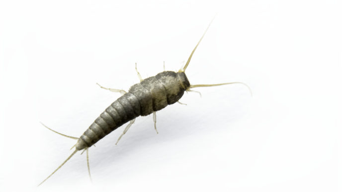 Rybenka