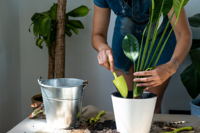 Čím a ako často treba hnojiť izbové rastliny?