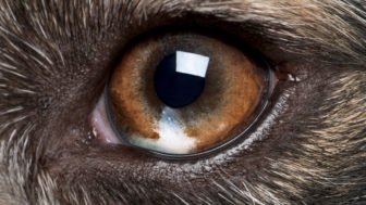 Aké farby vidia psy?