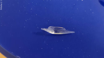 Nájdený úlomok skla v detskej mliečnej kaše