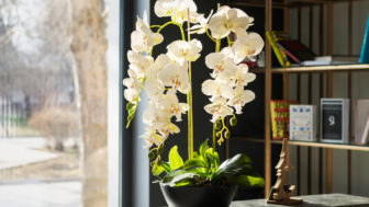 Kam umiestniť orchideu, aby kvitla