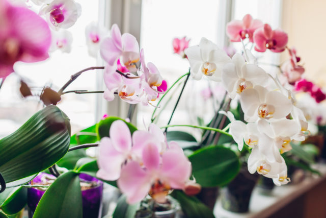 Jak nechat orchidej vykvést