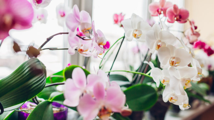 Jak nechat orchidej vykvést