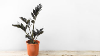 Zamioculcas zamiifolia