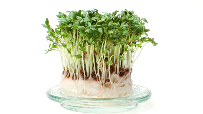 Cress