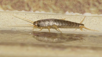 Ako definitívne zlikvidovať rybenky