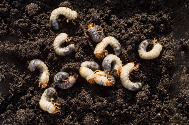 Biela larva v hline alebo komposte. Komu patrí a môže ohroziť úrodu ...