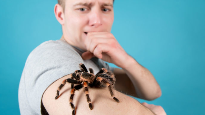 Spider