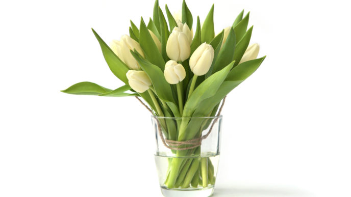 Tulipány