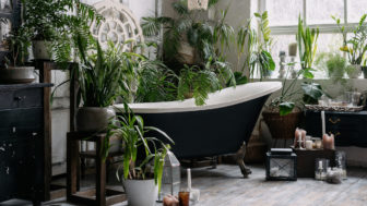 izbové rastliny do kúpeľne