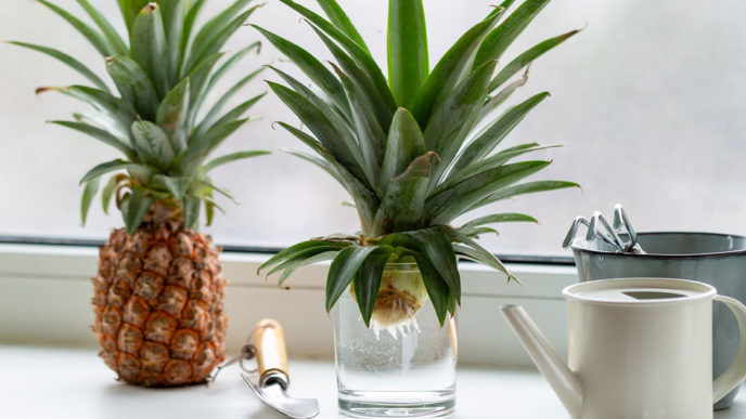 Ananas