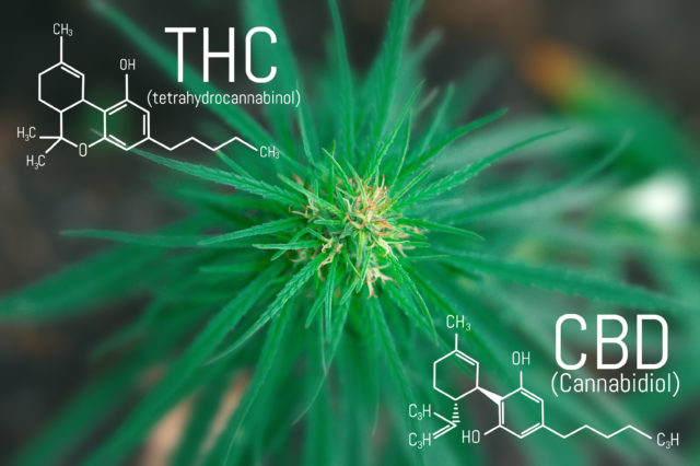 THC a CBD