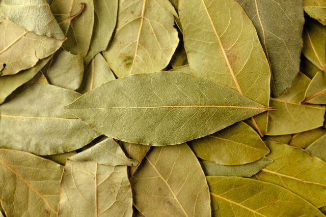 bobkový list