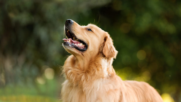 Labrador