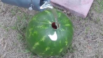 Melon