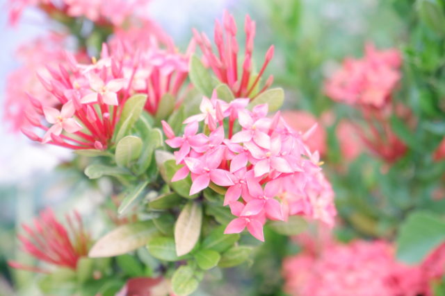 pelargonia
