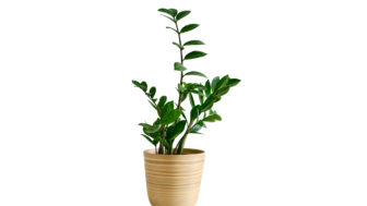 Zamioculcas