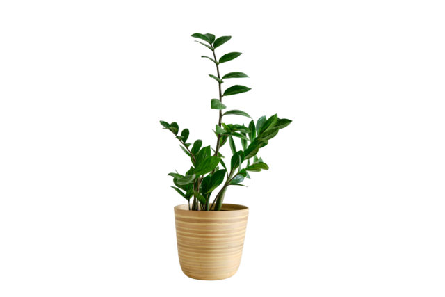 Zamioculcas