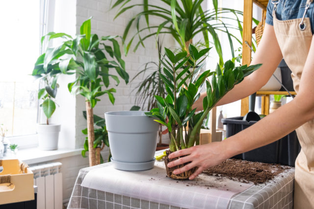 Zamioculcas