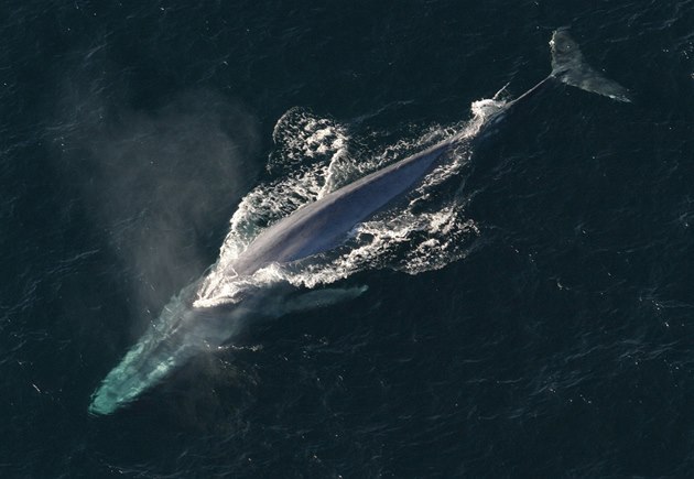 Vráskavec obrovský (Balaenoptera musculus)