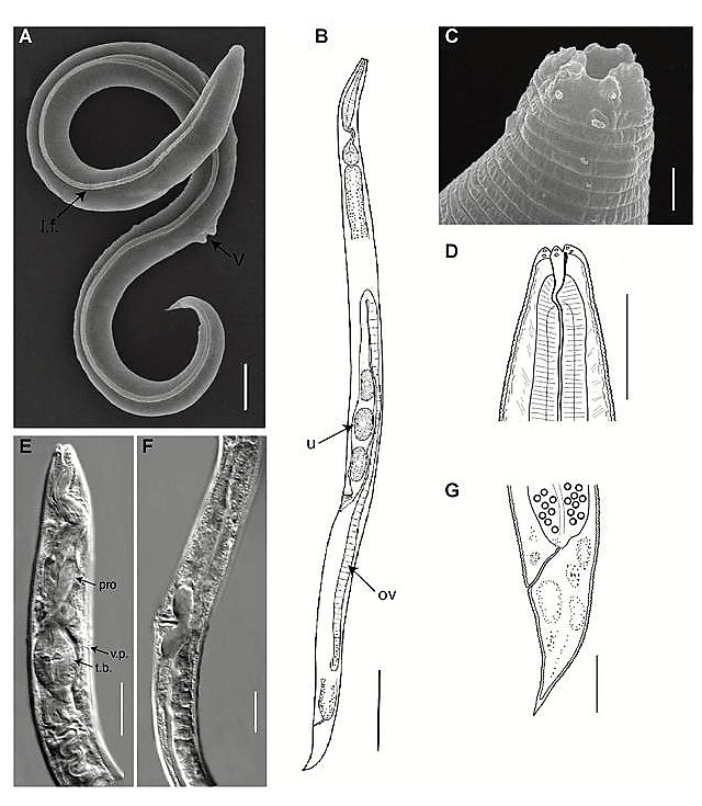 Panagrolaimus kolymaensis