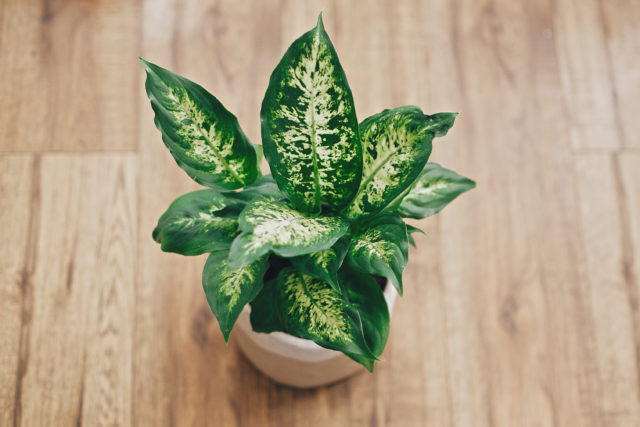 dieffenbachia