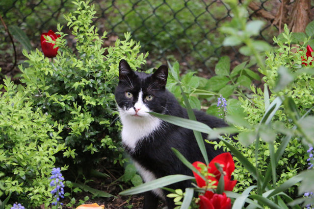 mačka na záhrade
