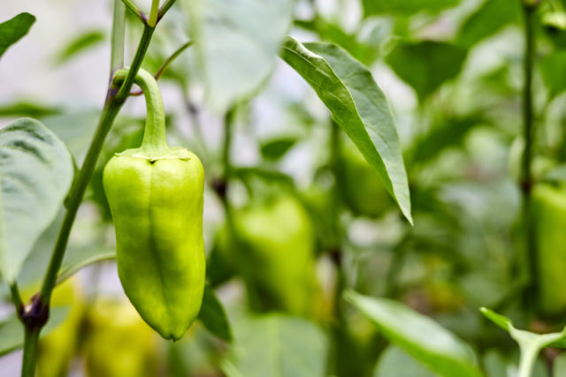 tajný recept na úžasné hnojivo pre papriky