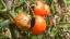 Prečo hnijú paradajky na kríkoch