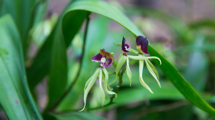 exotická orchidea