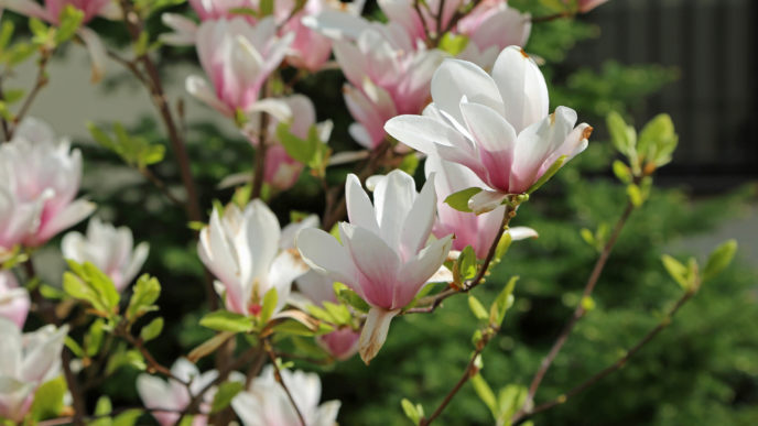 magnolia