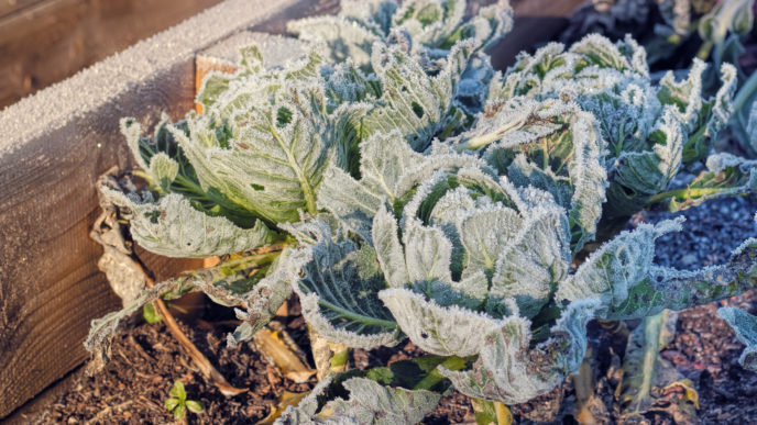 zamrznuťá zelenina na záhone
