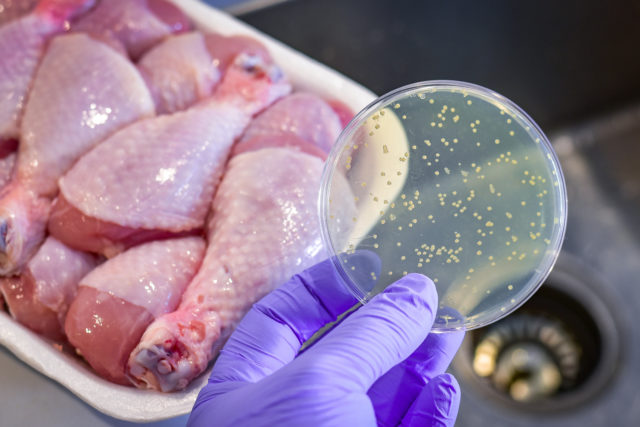 Salmonella