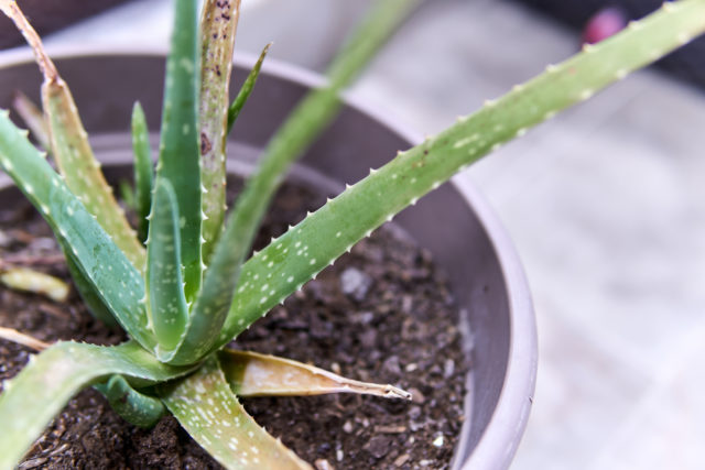 aloe vera
