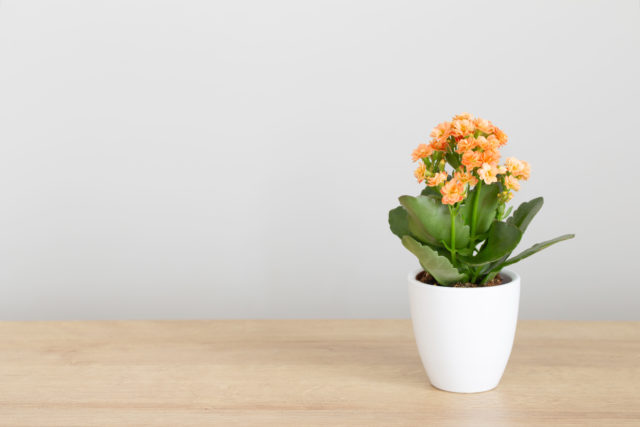 Kalanchoe