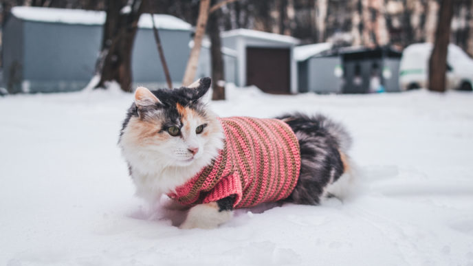 mačka v zime
