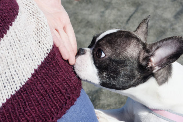 Prečo vám pes čuchá k rozkroku