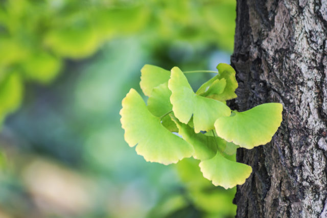 ginko biloba