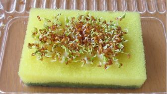 korenie na vlhkú špongiu