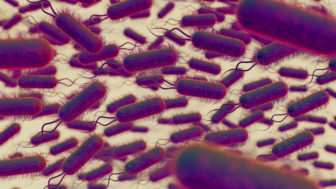 Hnilobné baktérie v črevách