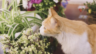 mačka pri kvetoch