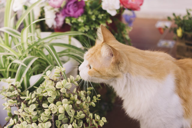 mačka pri kvetoch
