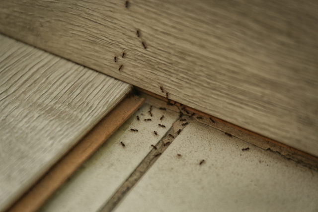 mravce v dome