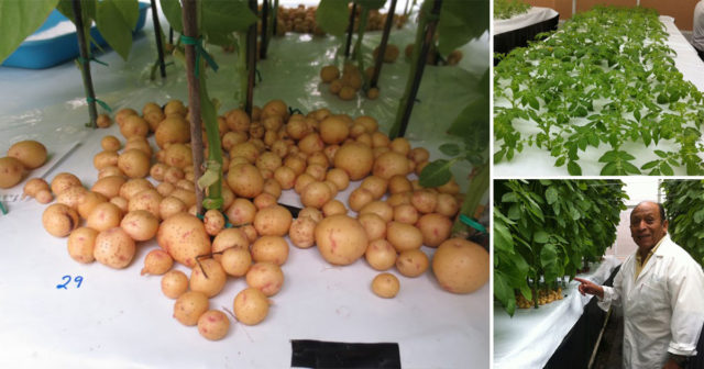 pestovanie zemiakov vo vzduchu