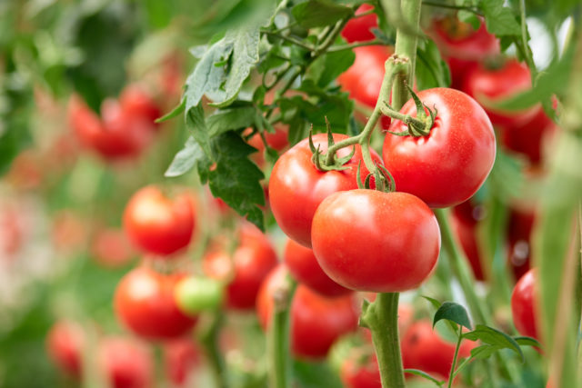Chcete bohatú úrodu paradajok?