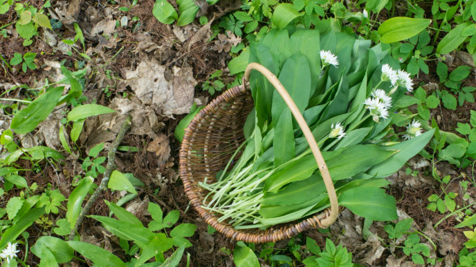 Ako si doma vypestovať medvedí cesnak?