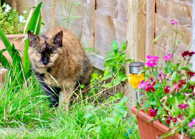 Ako vyhnať cudzie mačky zo záhrady? Skvele funguje horčica a múka. Ako?
