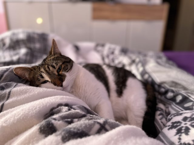 mačka v posteli